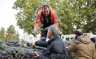 Çubuk'ta 6 bin fidan dağıtıldı