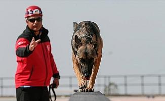 Hayat kurtaran köpekleri yetiştiriyor