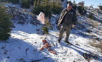 Karaman'da hayvanlar için doğaya yiyecek bırakıldı