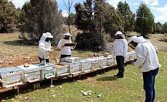 Arıcılık faaliyet alanları haritası oluşturuldu