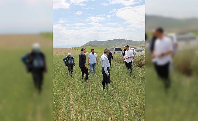 Kaymakam Aksoy, tarım arazilerini inceledi