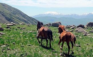 Munzur dağlarının mevsimlik atları ilgi görüyor