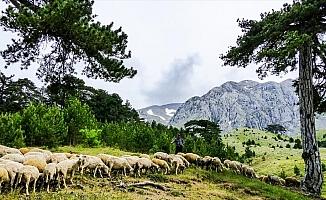 Yarım asırdır aynı yaylaya göçüyorlar