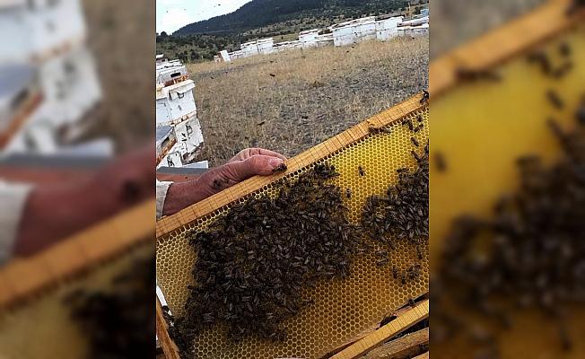 Beypazarı'nda arı yetiştiriciliği kursu düzenlenecek