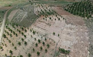 Toroslar'da üretilen kirazlar, Avrupa'da sofraları süslüyor