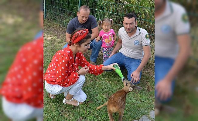 Yaralı karaca yavrusu Sivas'ta tedavi altına alındı