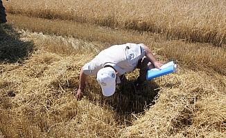 Beypazarı Ziraat Odasından tarlalarda biçerdöver denetimleri