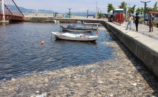 Balıkesir'de müsilaj temizliği devam ediyor