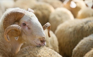 Kurban satış ve kesim yerlerinde Kovid-19 tedbirleri uygulanacak