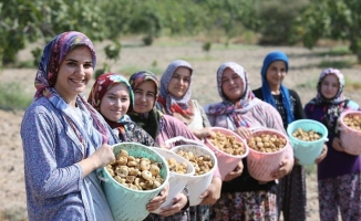 Dünya sofralarını süsleyen Aydın incirinde hasat heyecanı