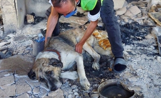 Manavgat'taki orman yangınından yaralı kurtulan 'Şanslı'ya şefkat eli