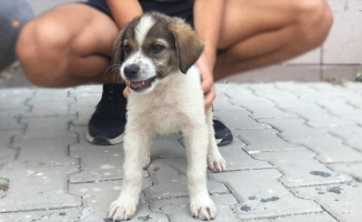 Yangından kurtarılan yavru köpek 'Yanık' afet ekiplerinin maskotu oldu