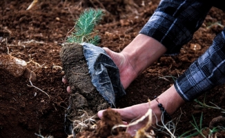 Yardım kuruluşlarından yanan ormanların yeniden yeşertilmesine destek