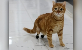 Kedi Pika, protezine özel yeni ayakkabılarıyla yürüyor