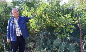 Elazığlı terzi pepinodan hünnapa çeşit çeşit meyve yetiştiriyor