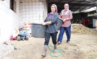 Süt üreticisi 'süper eltiler' birlikte çalışıp kazanıyor