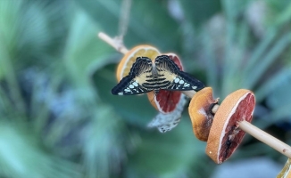 Dondurucu soğuklarda Tropikal Kelebek Bahçesi ziyaretçisinin içini ısıtıyor