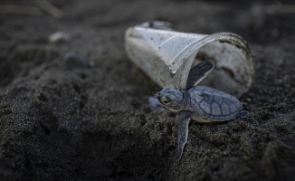 Ölü 50 deniz kaplumbağasının yarısının midesinde plastik tespit edildi