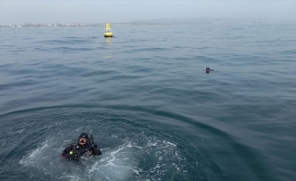 Marmara Denizi'nde 'hayalet ağ' temizliği devam ediyor