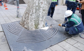 Pendik Belediyesi, ilçe merkezindeki çınarların bakımına başladı