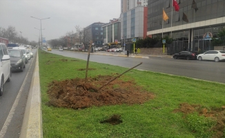 Ataşehir'de caddedeki bazı ağaçlar İBB ekiplerince söküldü