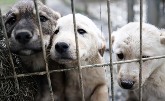 Sahipsiz köpeklerle ilgili 