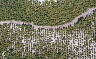 Soma'daki eski maden sahaları ağaçlandırılıyor