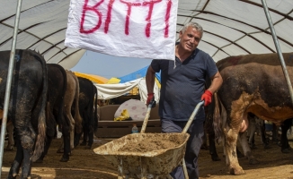 Başkentte hayvan pazarlarındaki kurbanlıkların büyük bölümü satıldı