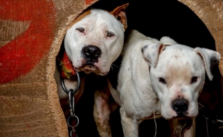 Danıştaydan 'American Staffordshire Terrier' kararı