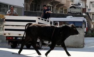 Kaçan kurbanlıklar zor anlar yaşattı