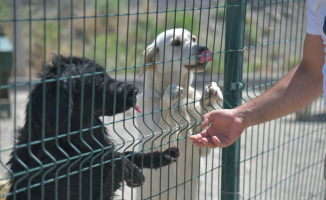 Mamak Belediyesi’nden Sokak Köpekleri Toplanıyor İddialarına Yanıt